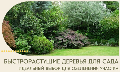 Быстрорастущие деревья для сада идеальный выбор в Торжке