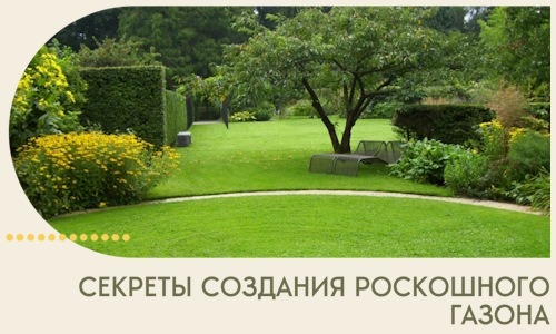 Секреты создания роскошного газона в Торжке